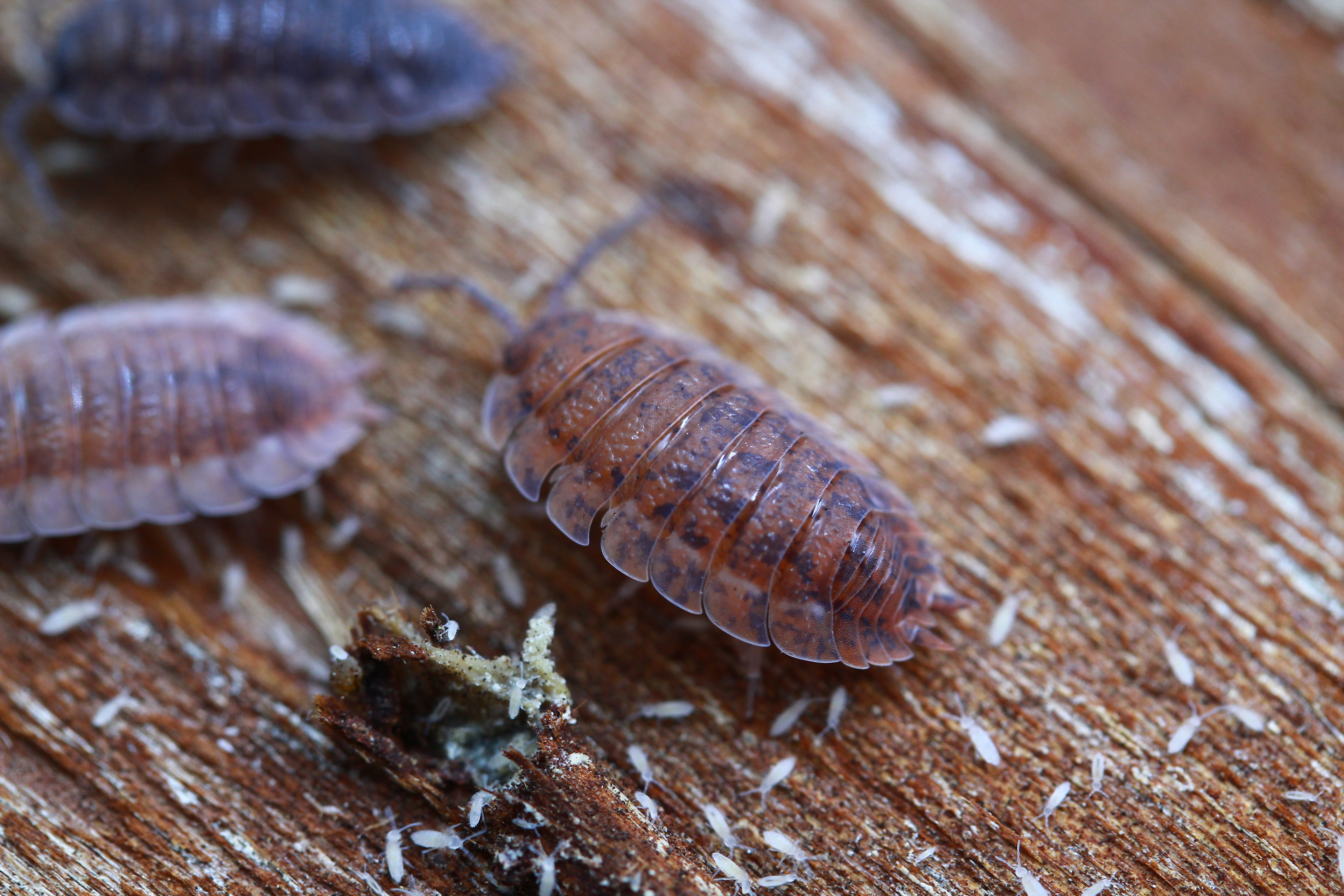 Lava | Porcellio scaber