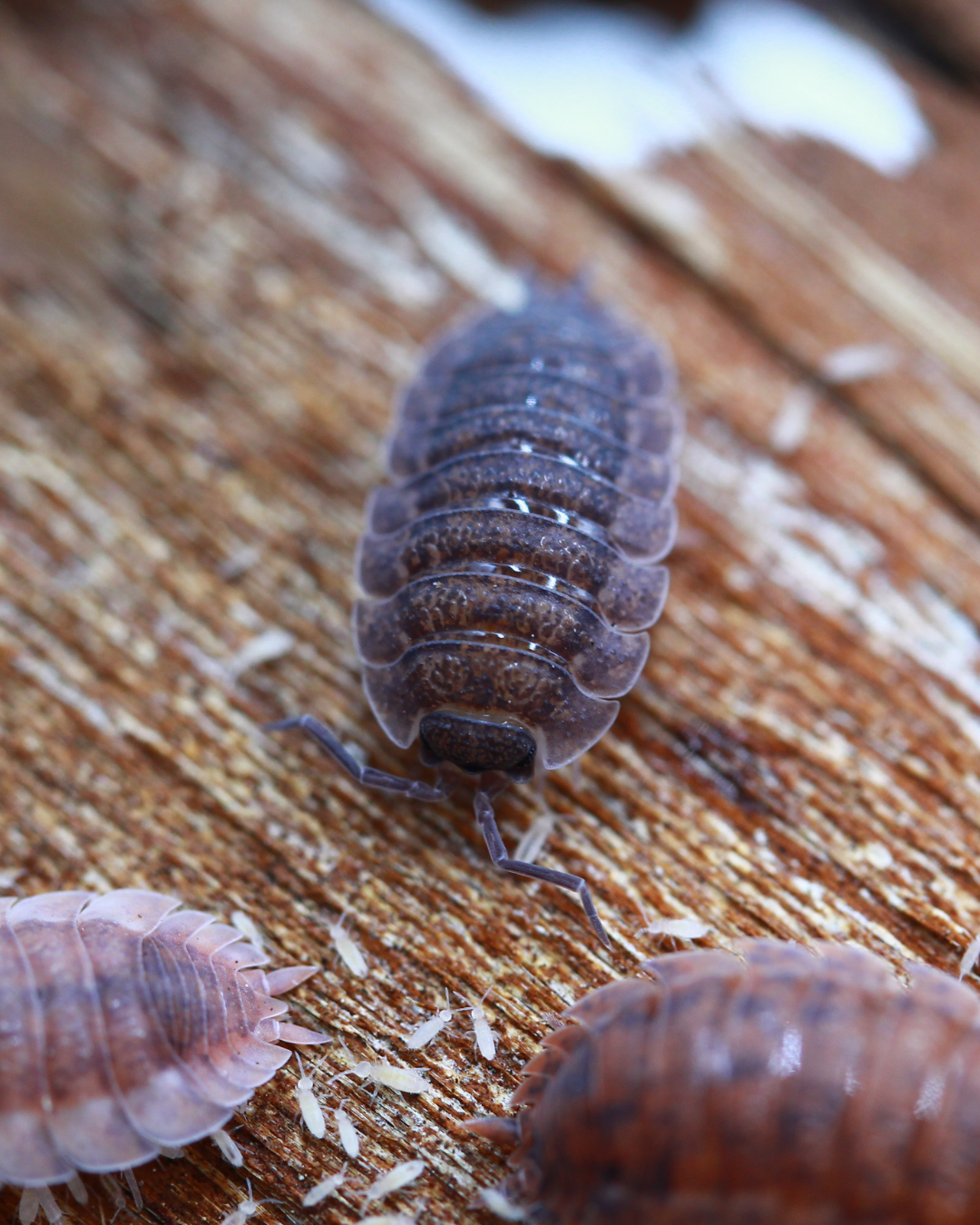 Lava | Porcellio scaber