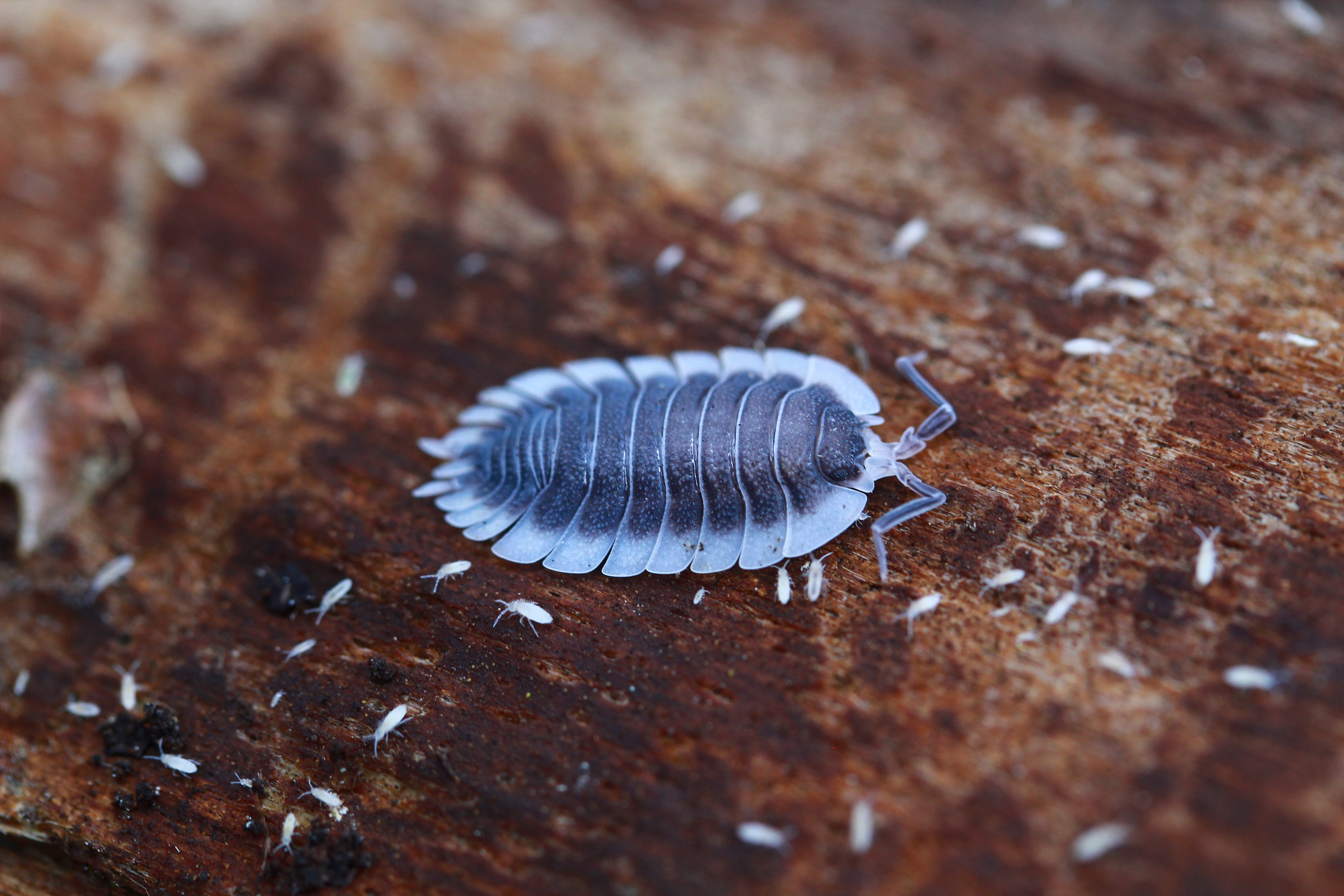 Griechische Schildassel | Porcellio werneri