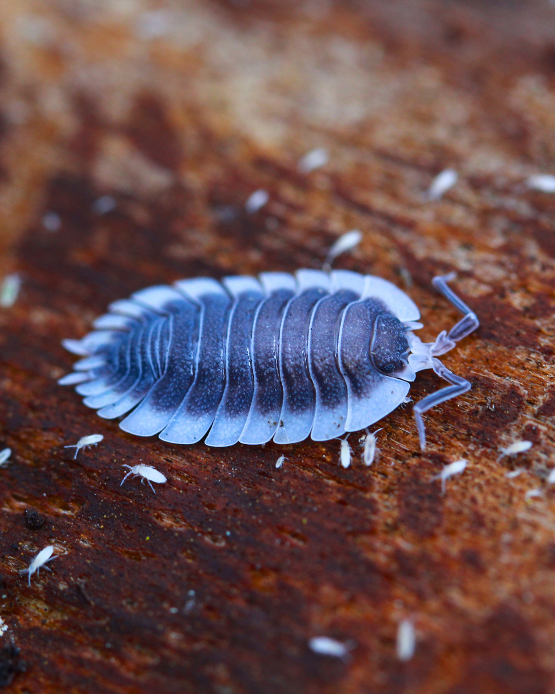 Porcellio werneri mit flachem dunkelgrauem Körper und breiten hellen Segmenträndern auf Holz
