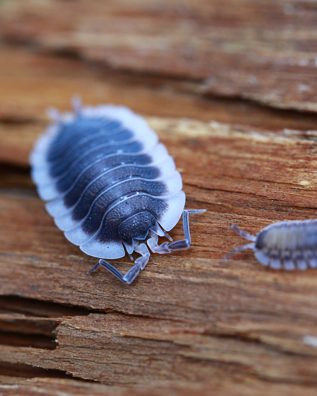 Griechische Schildassel | Porcellio werneri