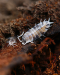 Porcellionides-pruinosus-Asseln mit heller und dunkler Zeichnung auf Holz